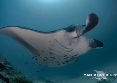 Die majestätischen Manta-Rochen werden immer seltener. Umso wichtiger die Arbeit der Manta Trust Organisation